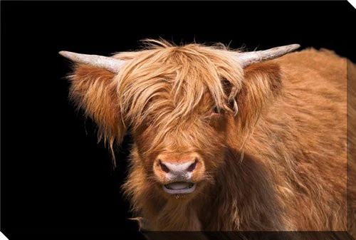 Moo in the Shadows Wall Art - Brown - 30 X 45