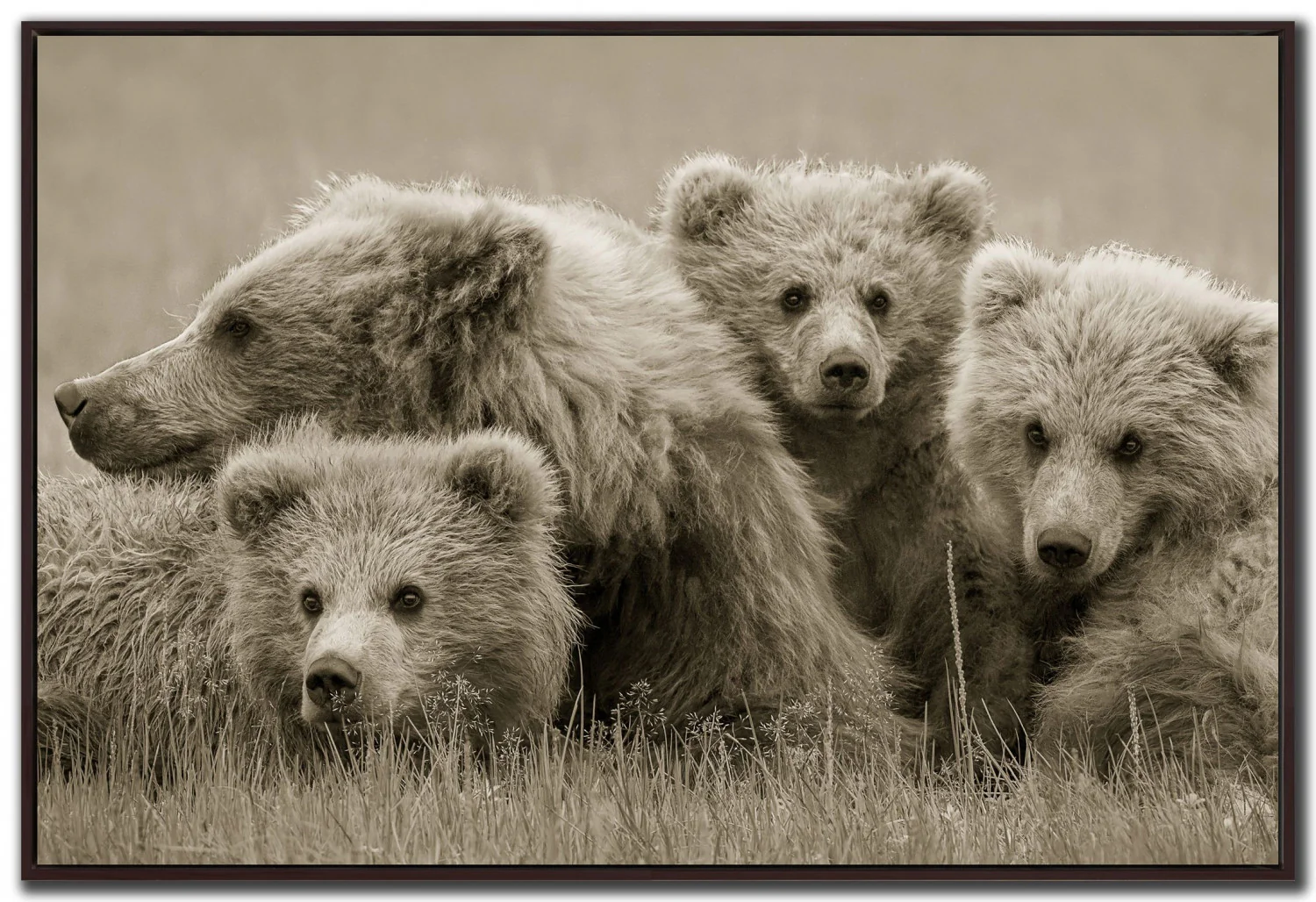 Nature's Legacy Wall Art - Brown - 30 X 45