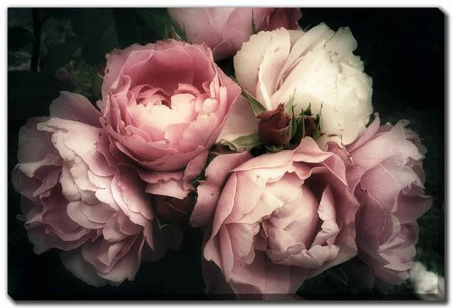 Petals in the Dark Wall Art - Pink - 16 X 20