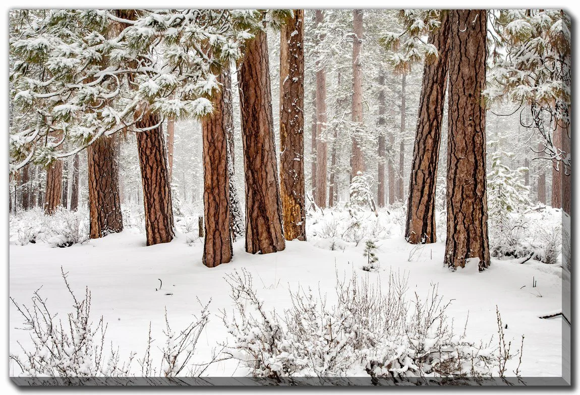 Stillness in Snow Wall Art - White - 30 X 45