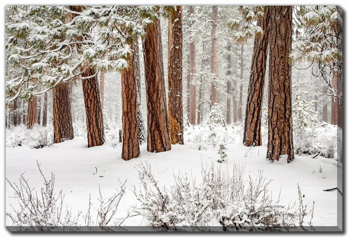 Stillness in Snow Wall Art - White - 38 X 60