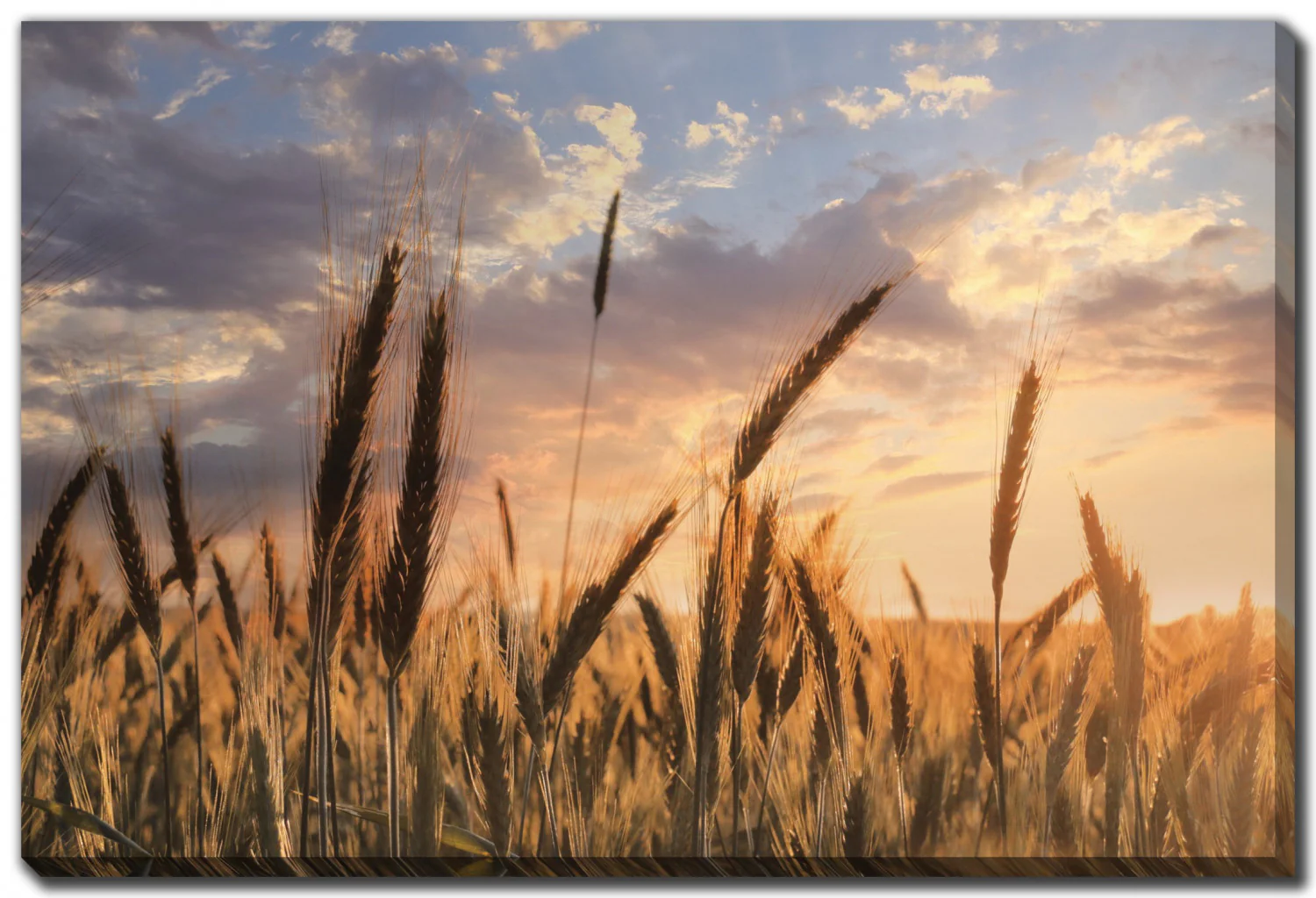 Wheatlight Wall Art - Brown - 38 X 60