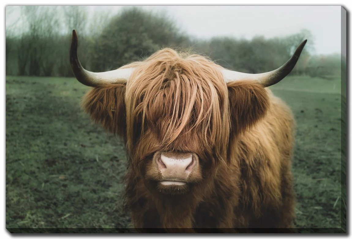 Woolly Majesty Wall Art - Brown/Green - 30 X 45